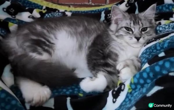 因為BB實在太可愛啦，佢係緬因BB女。