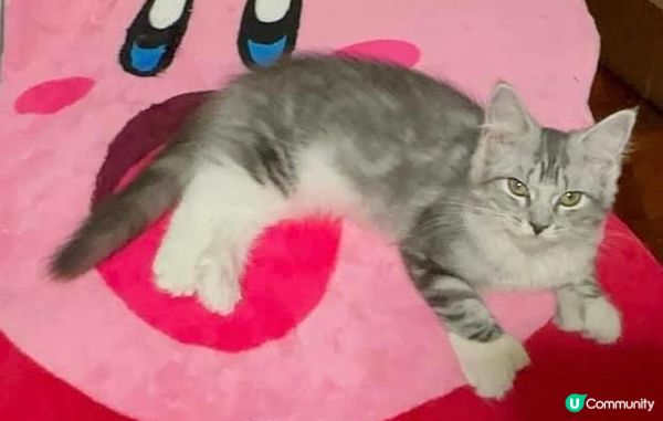 因為BB實在太可愛啦，佢係緬因BB女。