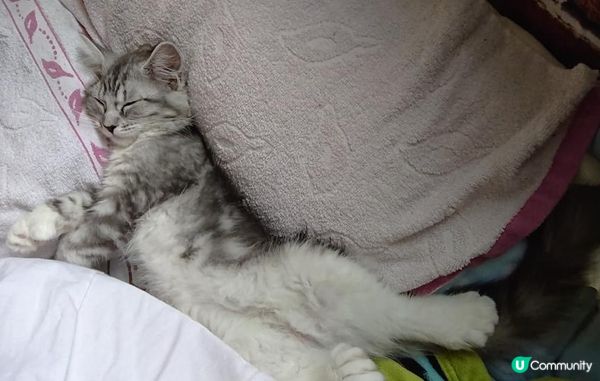 因為BB實在太可愛啦，佢係緬因BB女。