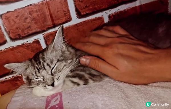 因為BB實在太可愛啦，佢係緬因BB女。