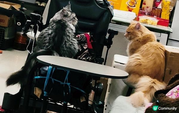 《貓之日常》之《勸不了老婆》