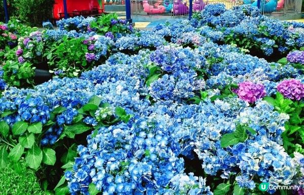 深圳新打卡點｜觀瀾湖繡球花展開放！復活節出發啦