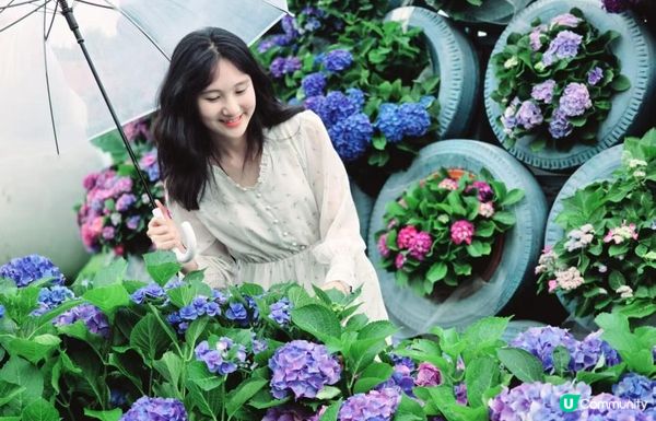 深圳新打卡點｜觀瀾湖繡球花展開放！復活節出發啦