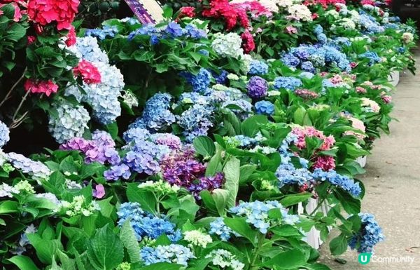 深圳新打卡點｜觀瀾湖繡球花展開放！復活節出發啦