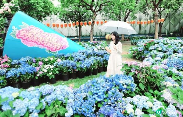 深圳新打卡點｜觀瀾湖繡球花展開放！復活節出發啦