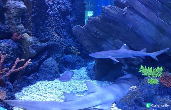 深圳新打卡點｜觀瀾湖繡球花展開放！復活節出發啦