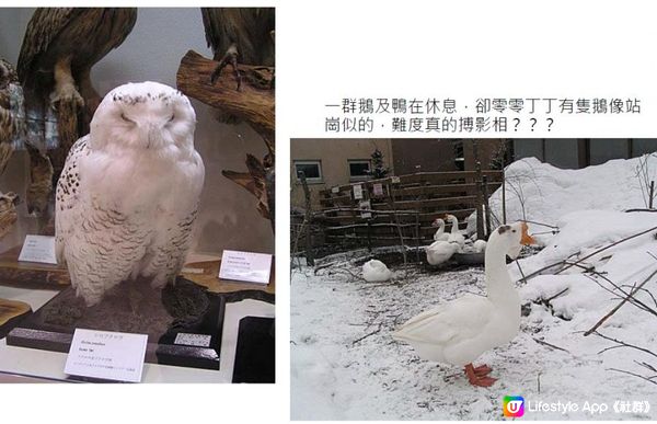 踏冰飄雪@海道銀城(七) - 雪中動物園