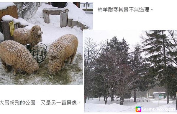 踏冰飄雪@海道銀城(七) - 雪中動物園