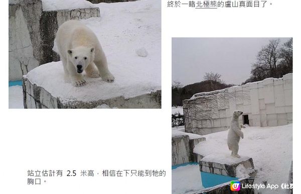 踏冰飄雪@海道銀城(七) - 雪中動物園
