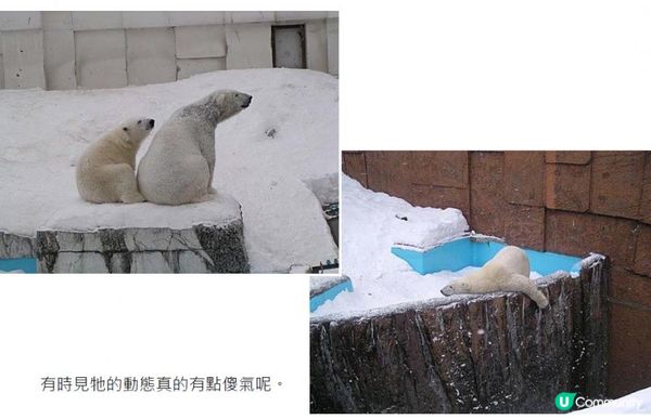 踏冰飄雪@海道銀城(七) - 雪中動物園