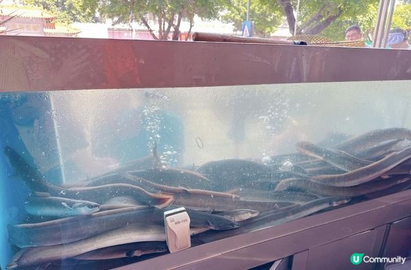 炭烤人氣活鰻魚店