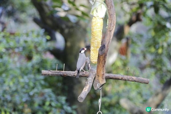 九十年代落成的香港公園盛極一時，曾經陪伴不少香港人長大。那大...