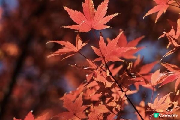 【思思賢嘆世界】東京必去紅葉景點推介1️⃣芝公園