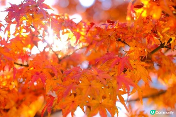 【思思賢嘆世界】東京必去紅葉景點推介1️⃣芝公園