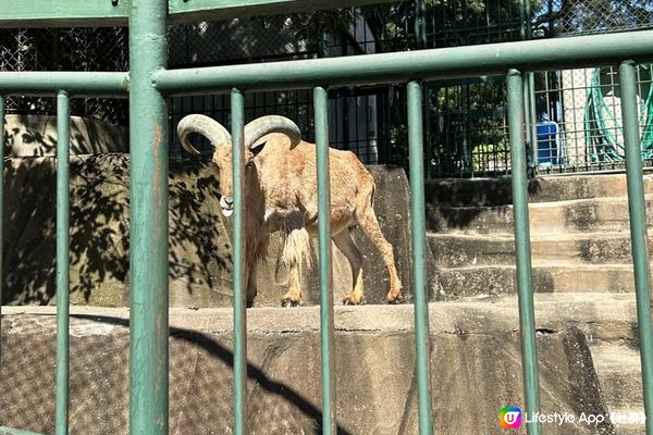 日本福岡親子自由行2023｜親子行程景點推介｜Day3 | 福岡市動物園 ｜福岡市內｜交通方便