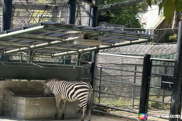 日本福岡親子自由行2023｜親子行程景點推介｜Day3 | 福岡市動物園 ｜福岡市內｜交通方便