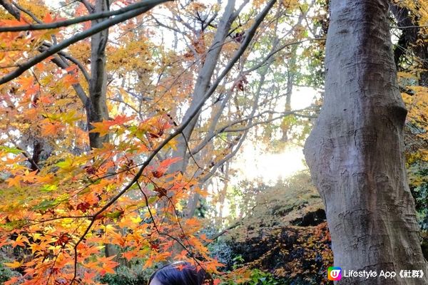 【思思賢嘆世界】橫濱必去紅葉景點推介🍁三溪園