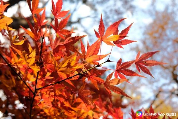 【思思賢嘆世界】橫濱必去紅葉景點推介🍁三溪園