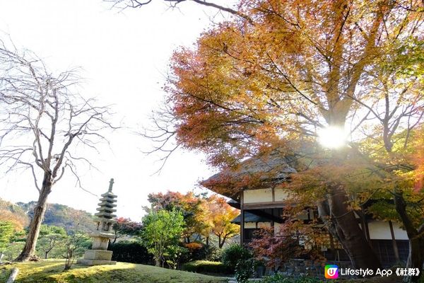 【思思賢嘆世界】橫濱必去紅葉景點推介🍁三溪園