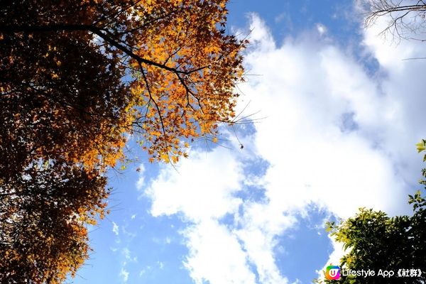 【思思賢嘆世界】橫濱必去紅葉景點推介🍁三溪園