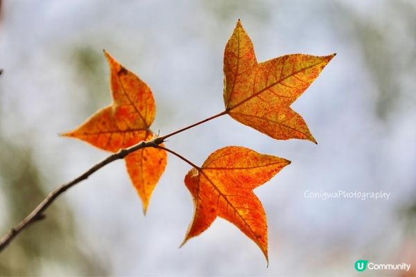 欣澳紅葉｜小小楓香林🍁落葉歸根！