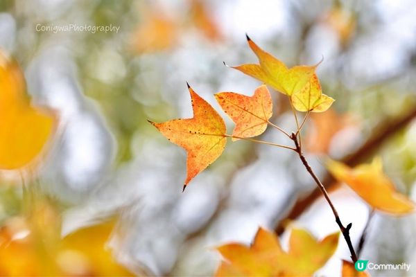 欣澳紅葉｜小小楓香林🍁落葉歸根！