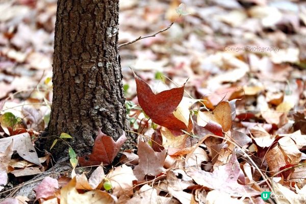 欣澳紅葉｜小小楓香林🍁落葉歸根！