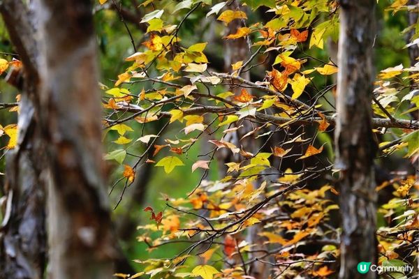 欣澳紅葉｜小小楓香林🍁落葉歸根！