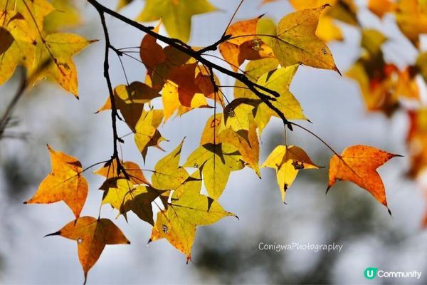 欣澳紅葉｜小小楓香林🍁落葉歸根！
