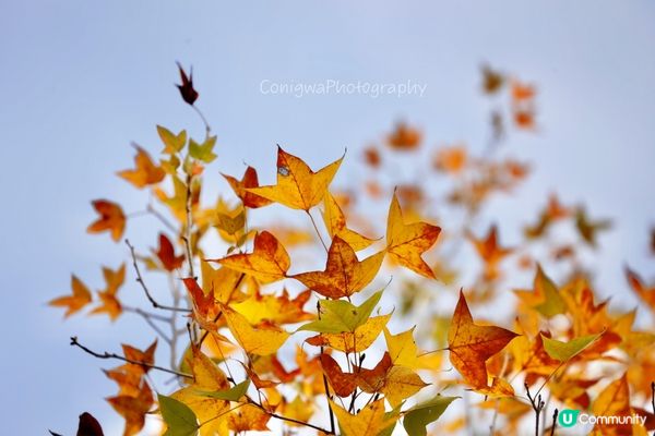 欣澳紅葉｜小小楓香林🍁落葉歸根！