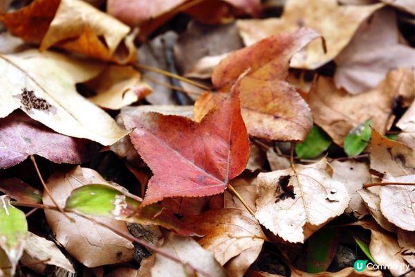 欣澳紅葉｜小小楓香林🍁落葉歸根！