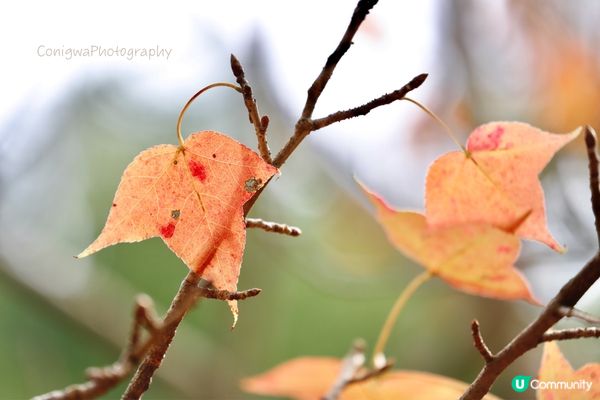 欣澳紅葉｜小小楓香林🍁落葉歸根！
