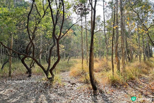 欣澳紅葉｜小小楓香林🍁落葉歸根！