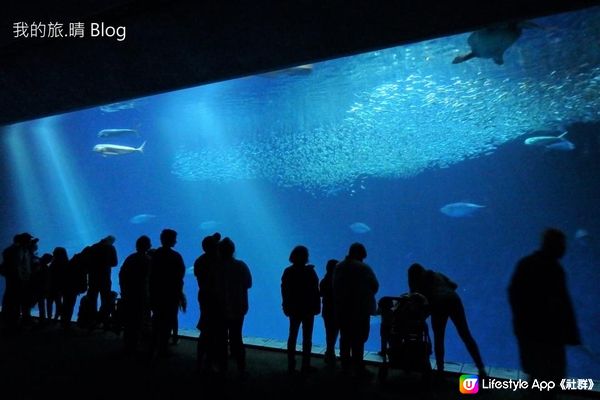 我去美國.Big Sur旅跑 - 參觀 Monterey Bay水族館