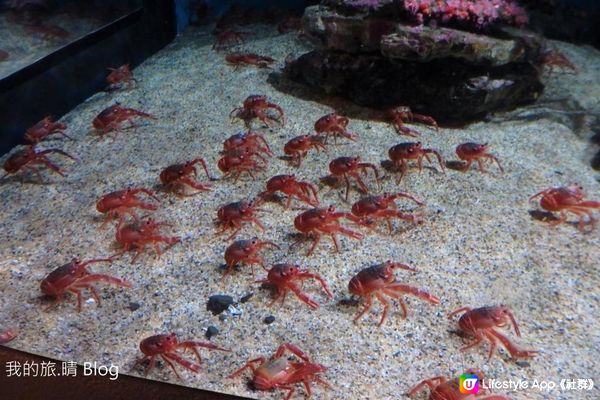 我去美國.Big Sur旅跑 - 參觀 Monterey Bay水族館