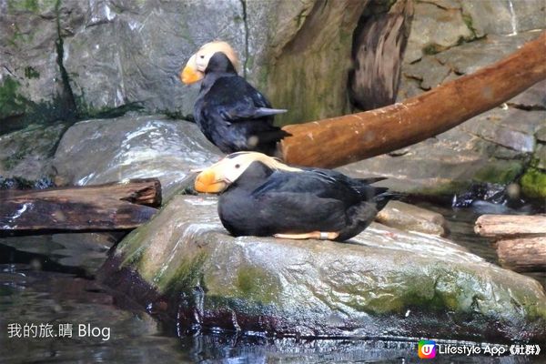 我去美國.Big Sur旅跑 - 參觀 Monterey Bay水族館