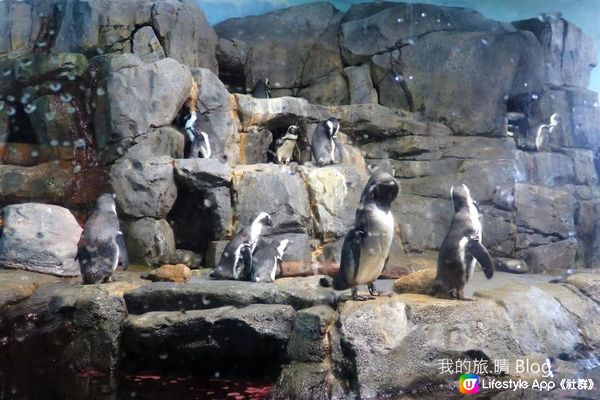 我去美國.Big Sur旅跑 - 參觀 Monterey Bay水族館