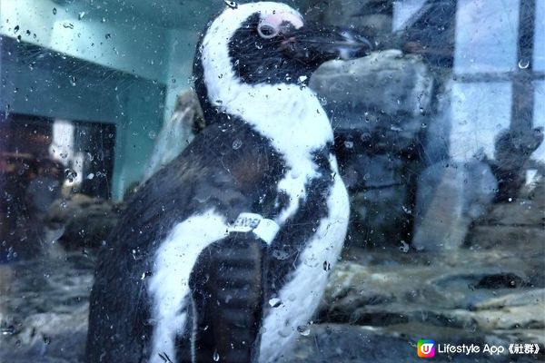 我去美國.Big Sur旅跑 - 參觀 Monterey Bay水族館