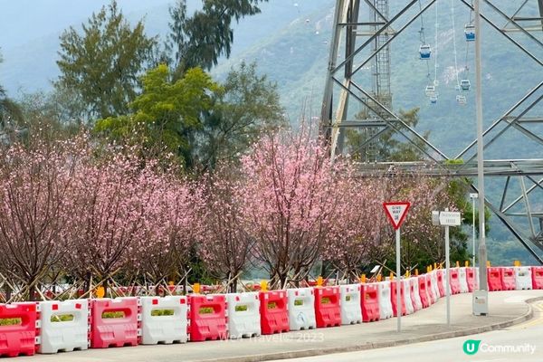 【東涌一日遊】櫻花盛放中・東涌櫻花園｜觀景山欣賞日落｜東涌海濱長廊