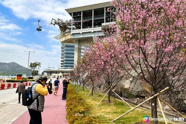 【東涌一日遊】櫻花盛放中・東涌櫻花園｜觀景山欣賞日落｜東涌海濱長廊