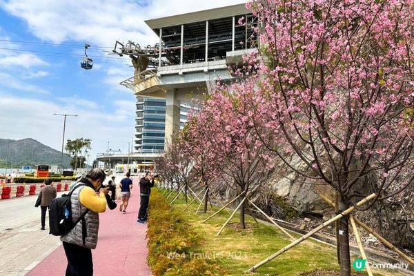 【東涌一日遊】櫻花盛放中・東涌櫻花園｜觀景山欣賞日落｜東涌海濱長廊
