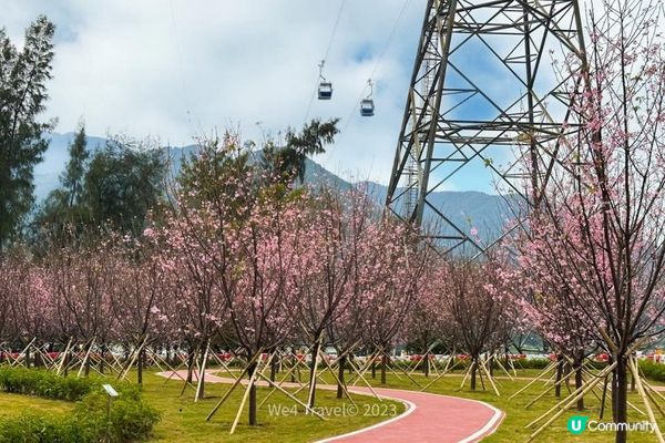【東涌一日遊】櫻花盛放中・東涌櫻花園｜觀景山欣賞日落｜東涌海濱長廊