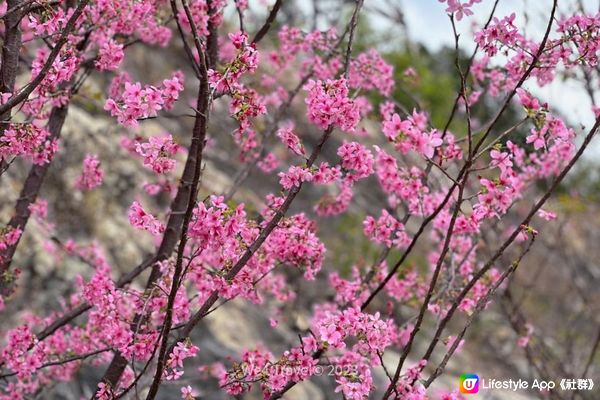 【東涌一日遊】櫻花盛放中・東涌櫻花園｜觀景山欣賞日落｜東涌海濱長廊