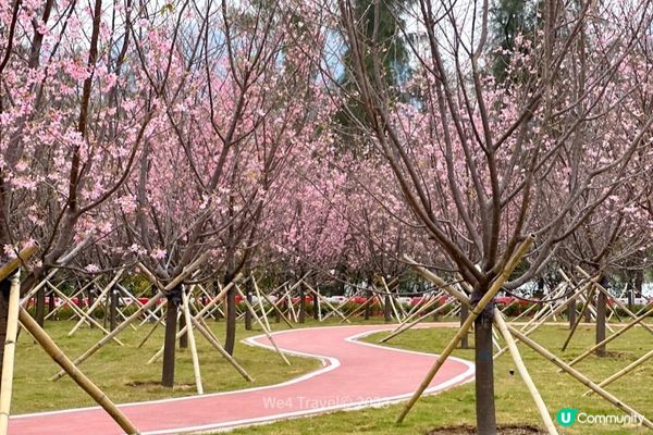 【東涌一日遊】櫻花盛放中・東涌櫻花園｜觀景山欣賞日落｜東涌海濱長廊