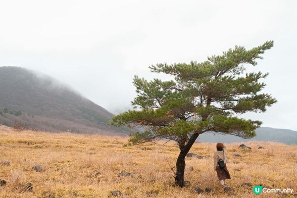 日本九州 | 大分縣 由布岳 爬上一座金黃色的火山