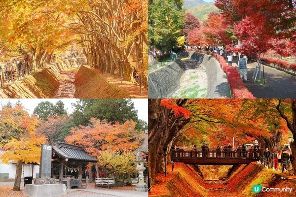 河口湖TOP 5 必去，經典打卡街!