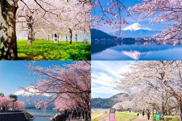 河口湖TOP 5 必去，經典打卡街!