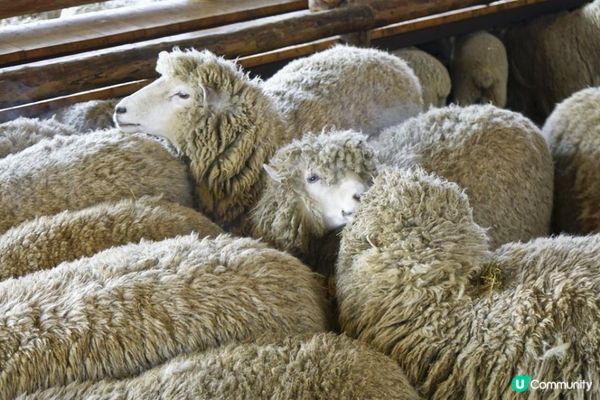 關嶺雪域。大關嶺龍平滑渡假村親子滑雪遊記。Day 5