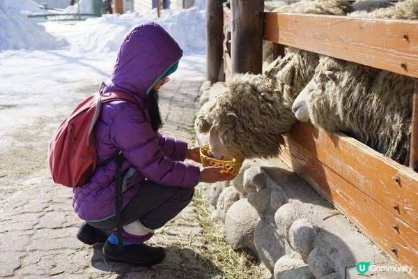 關嶺雪域。大關嶺龍平滑渡假村親子滑雪遊記。Day 5