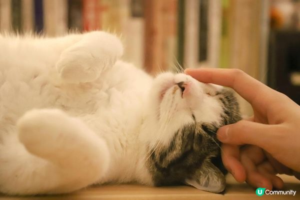 【香港貓酒店】毛孩寄宿攻略